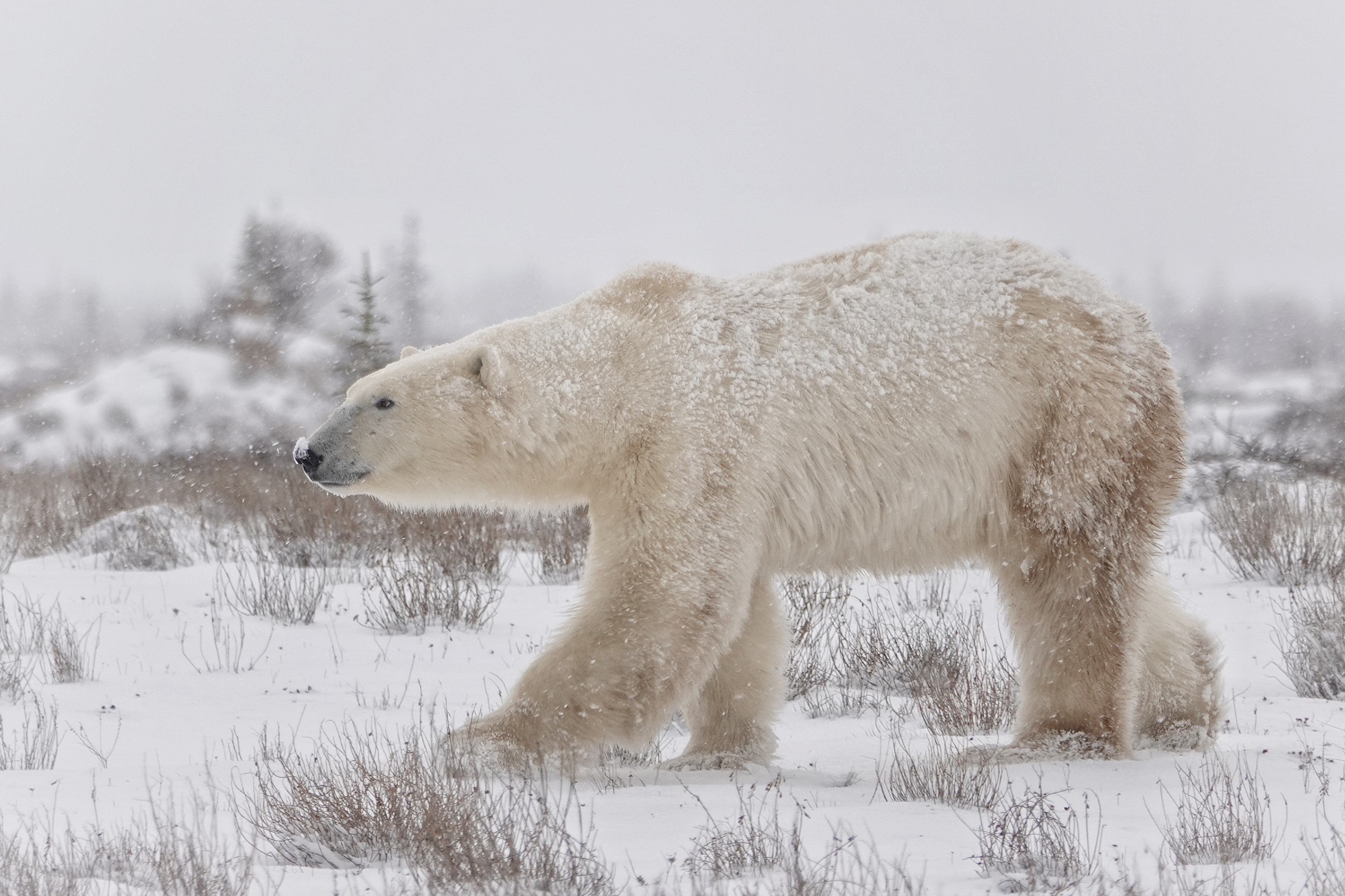 Ours polaire de profil dans la neige
